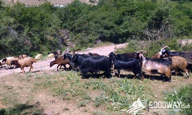 Отзыв о походе по Ирану в июле 2018г