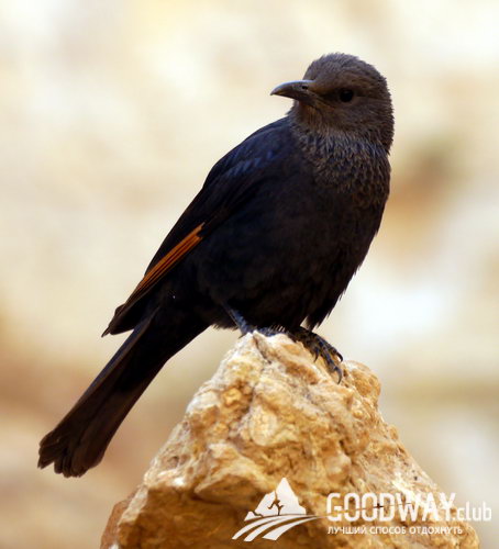 Поход по Израилю