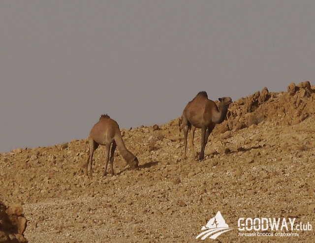 Поход по Израилю