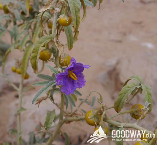 Поход по Израилю