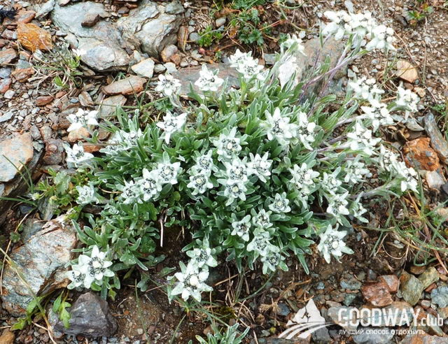 Поход по Тянь-Шаню