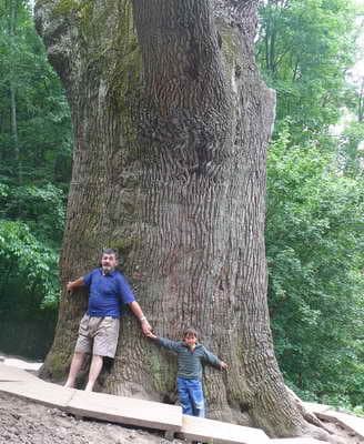1100-летний дуб в Буде