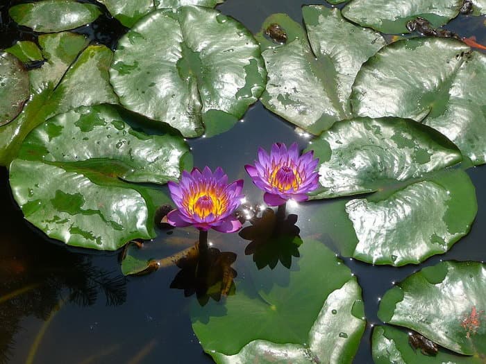 трек к базовому лагерю Аннапурны (ABC)