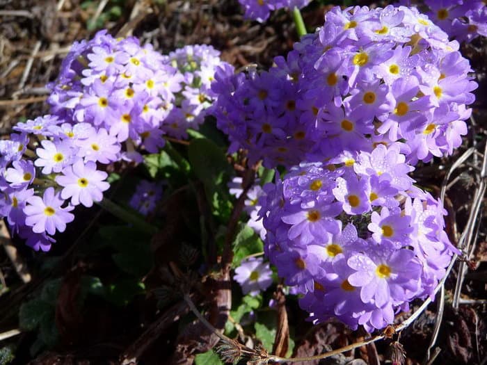 трек к базовому лагерю Аннапурны (ABC)