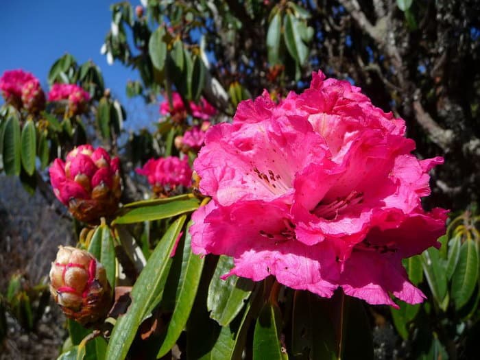 трек к базовому лагерю Аннапурны (ABC)