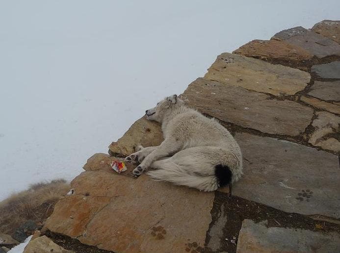 трек к базовому лагерю Аннапурны (ABC)