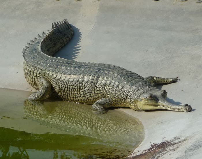 трек к базовому лагерю Аннапурны (ABC)