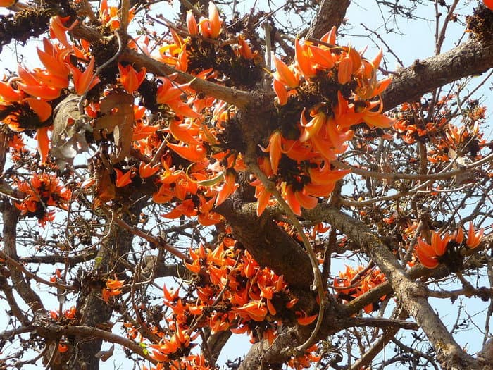 трек к базовому лагерю Аннапурны (ABC)