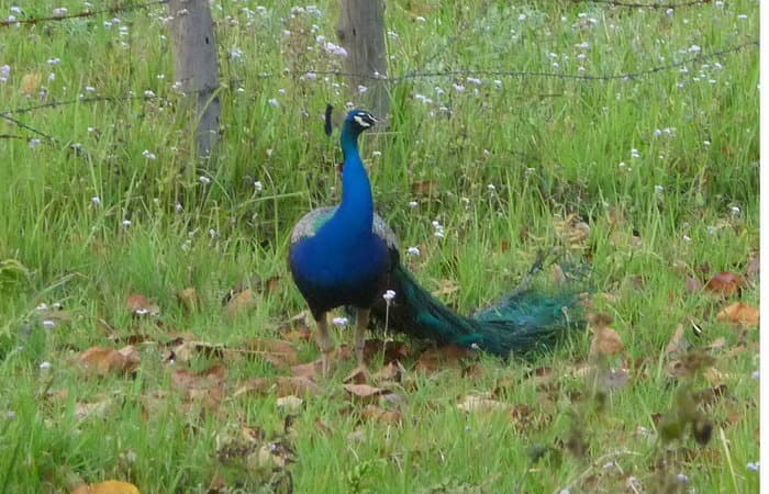 трек к базовому лагерю Аннапурны (ABC)