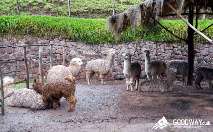 Путешествие в Перу. Лама-центр