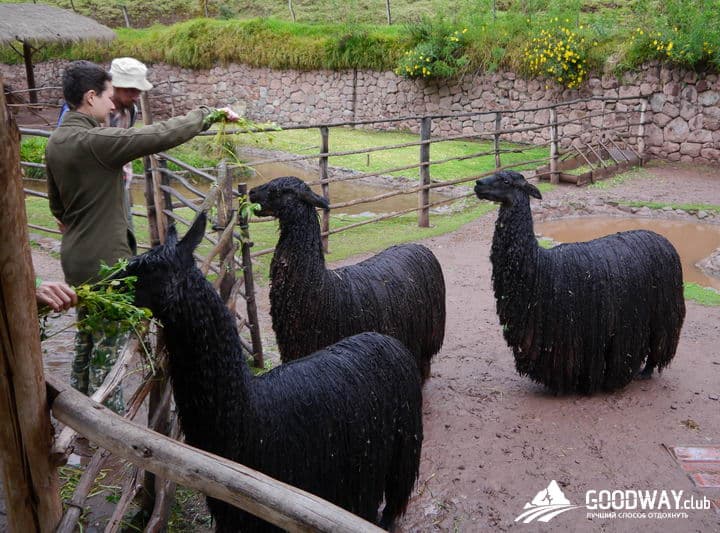 Путешествие в Перу. Лама-центр