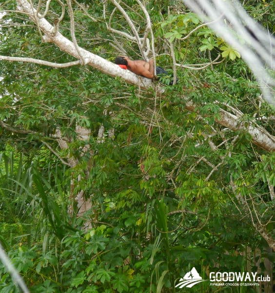 Путешествие в Перу. Джунгли, заповедник Тамбопата