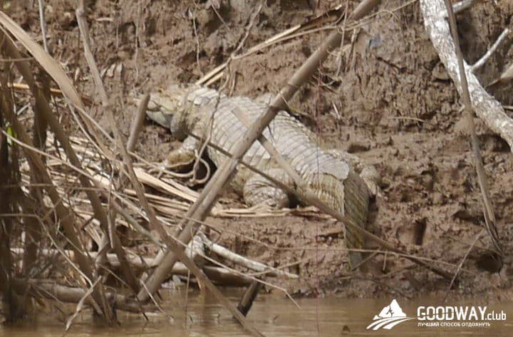 Путешествие в Перу. Джунгли, заповедник Тамбопата