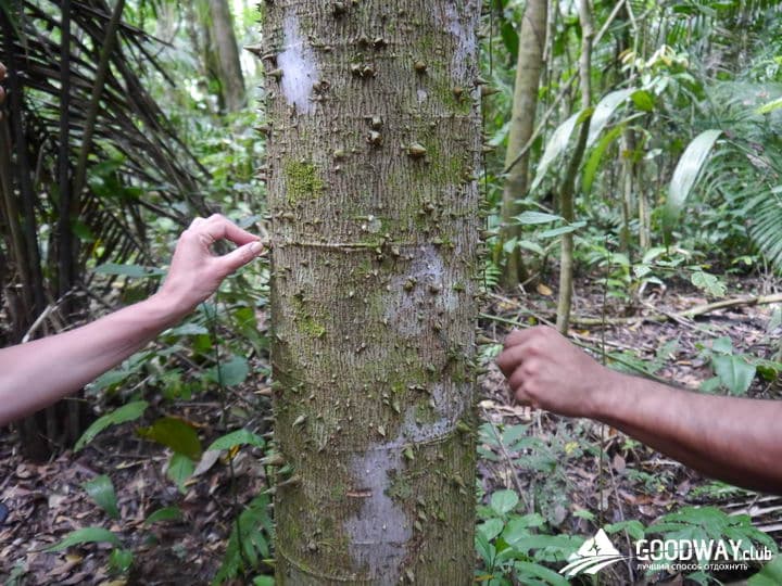 Путешествие в Перу. Джунгли, заповедник Тамбопата