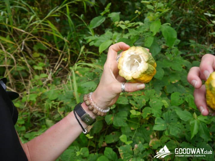 Путешествие в Перу. Какао