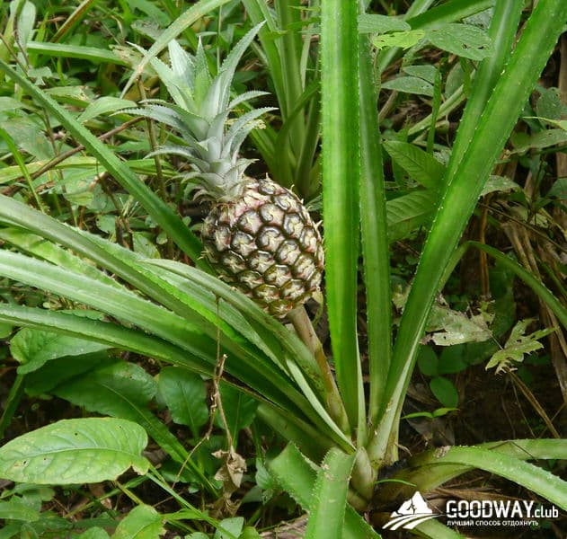 Путешествие в Перу. Джунгли, заповедник Тамбопата