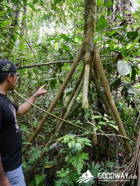 Путешествие в Перу. Джунгли, заповедник Тамбопата