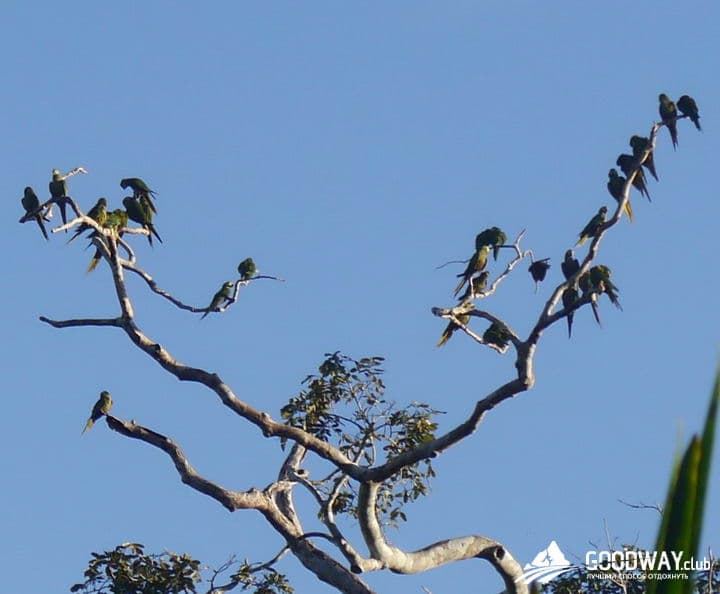 Путешествие в Перу. Джунгли, заповедник Тамбопата