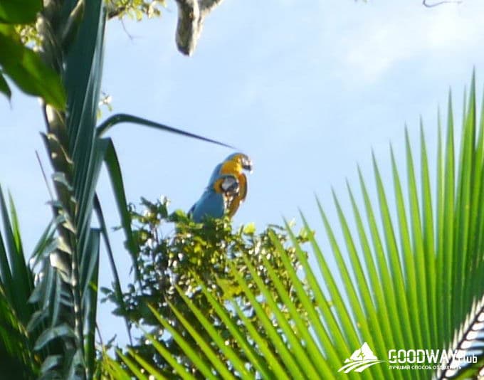 Путешествие в Перу. Джунгли, заповедник Тамбопата