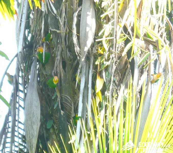 Путешествие в Перу. Джунгли, заповедник Тамбопата