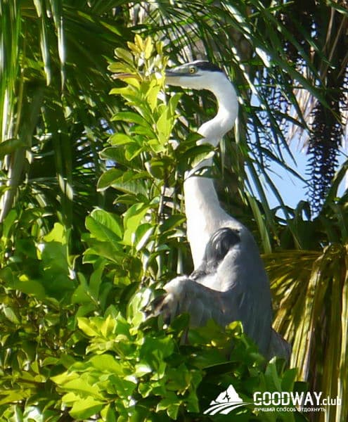 Путешествие в Перу. Джунгли, заповедник Тамбопата