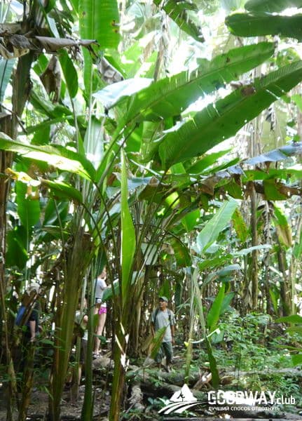 Путешествие в Перу. Джунгли, заповедник Тамбопата