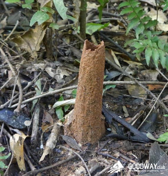 Путешествие в Перу. Джунгли, заповедник Тамбопата