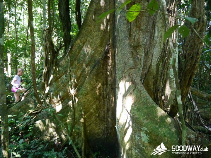 Путешествие в Перу. Джунгли, заповедник Тамбопата