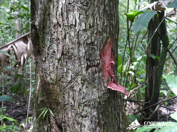 Путешествие в Перу. Джунгли, заповедник Тамбопата