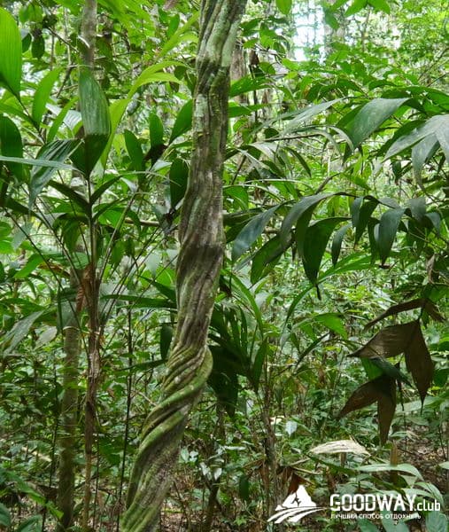 Путешествие в Перу. Джунгли, заповедник Тамбопата