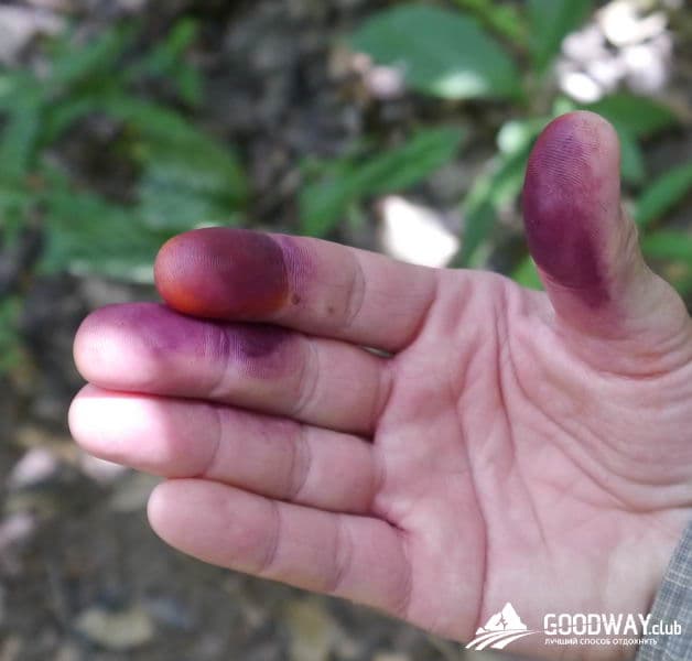 Путешествие в Перу. Джунгли, заповедник Тамбопата