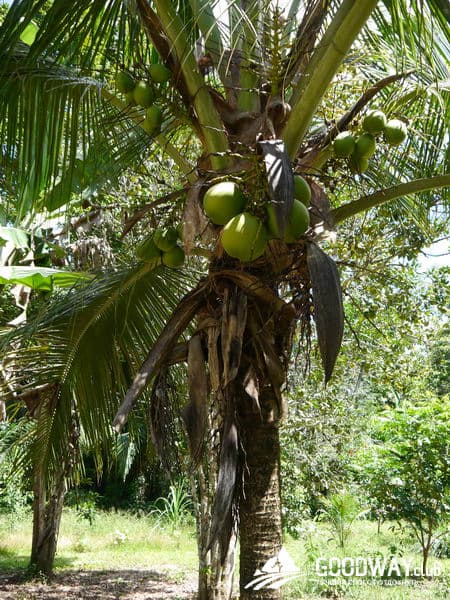 Путешествие в Перу. Джунгли, заповедник Тамбопата