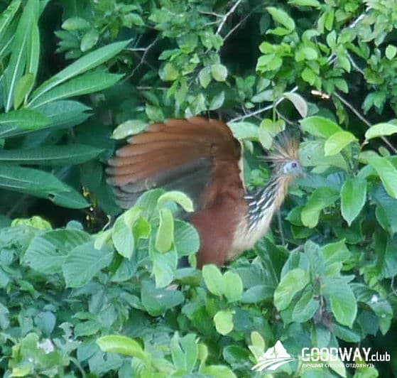 Путешествие в Перу. Джунгли, заповедник Тамбопата