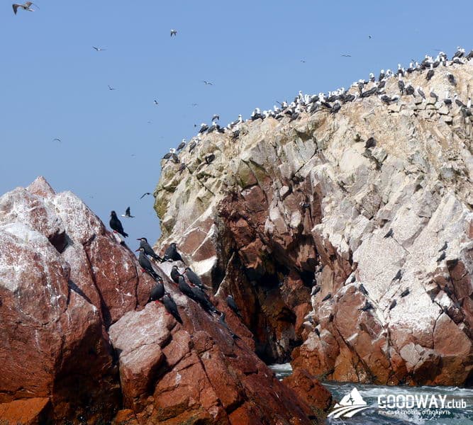 Паракас. Экскурсия на острова Байестас (Ballestas)