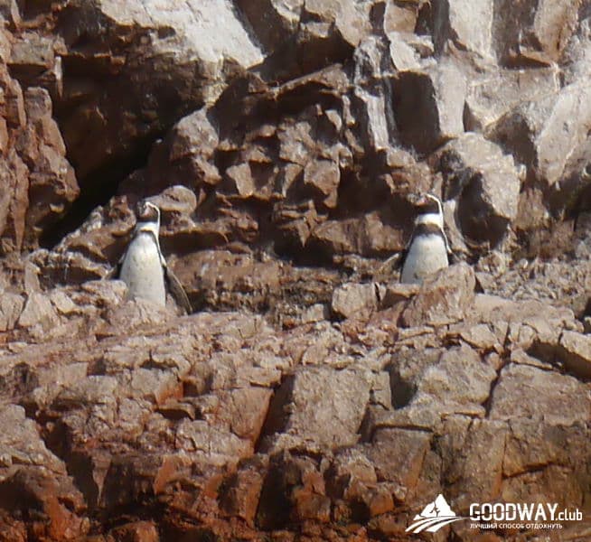 Паракас. Экскурсия на острова Байестас (Ballestas)
