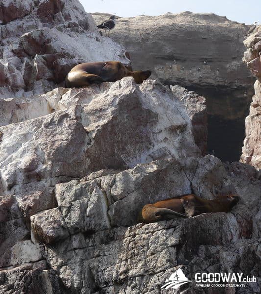 Паракас. Экскурсия на острова Байестас (Ballestas)