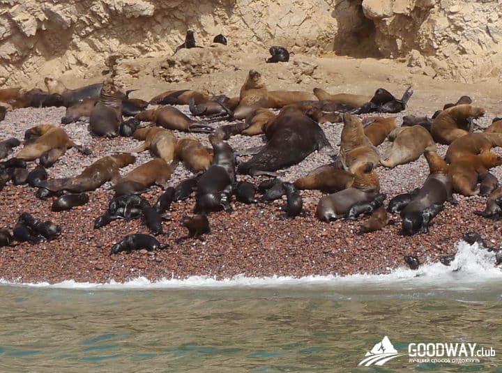Паракас. Экскурсия на острова Байестас (Ballestas)