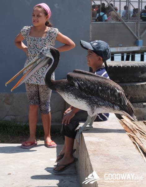 Паракас. Экскурсия на острова Байестас (Ballestas)