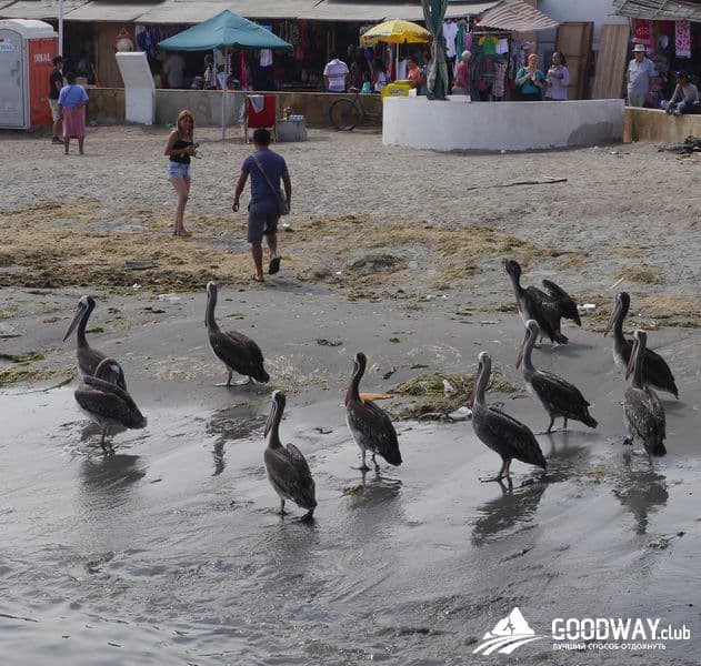 Паракас. Экскурсия на острова Байестас (Ballestas)