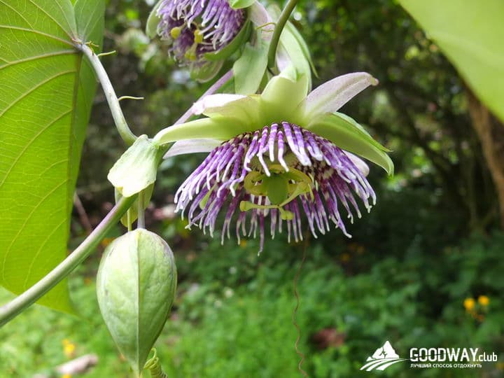 Треккинг в Перу. Чокекирао-Мачу-Пикчу