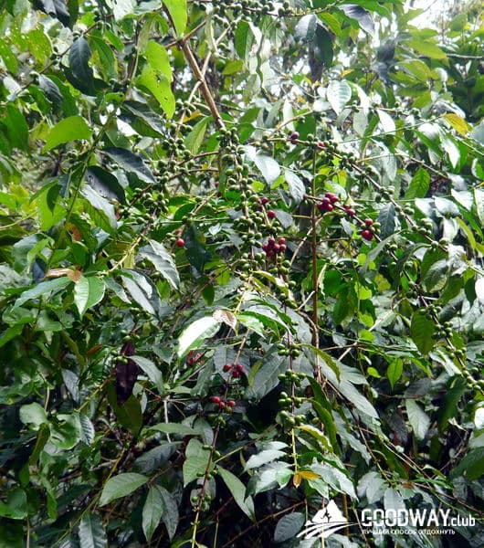 Треккинг в Перу. Чокекирао-Мачу-Пикчу