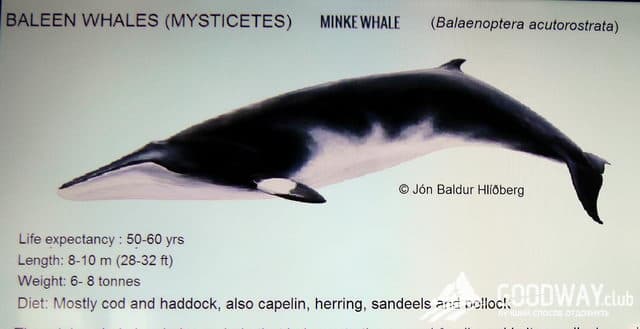 впечатления о Рейкьявике и китовой экскурсии