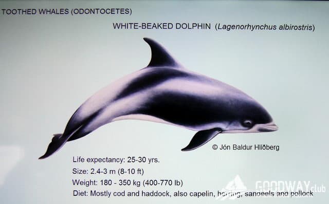 впечатления о Рейкьявике и китовой экскурсии