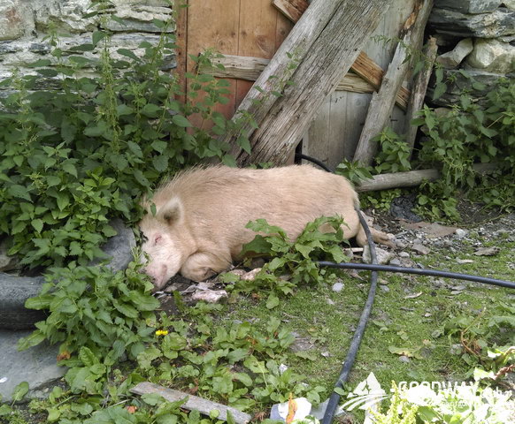 Поход по Грузии в Сванетии