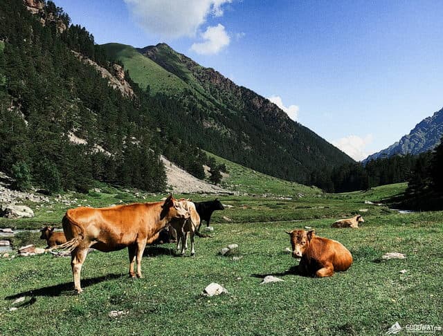 Отзыв о походе по Кавказу Теберда-Архыз в июле 2020г