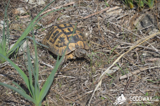 поход по Турции c детьми
