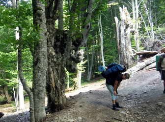 тропа в лесу