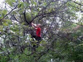 Могута на яблоне