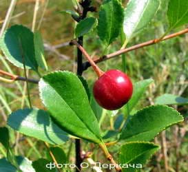 вишня клокова