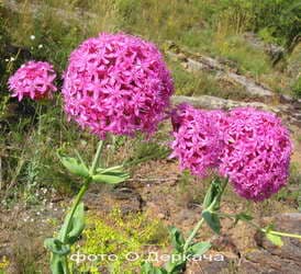 Смолка бугская